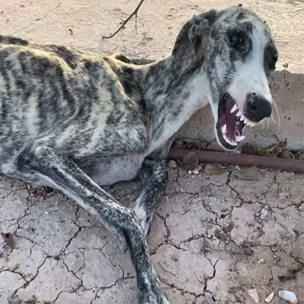Emotional Rescue: Starving Dog Overwhelmed with Tears When Help Finally Arrives