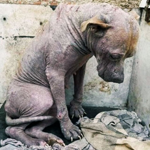 Abandoned and Sick, This Dog Learned to Trust Again Thanks to Compassionate Rescuers