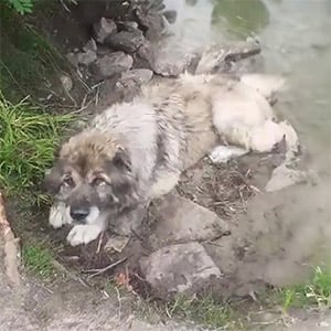 Abandоned by the River, Yara Βegged fоr Her Owner’s Return—Βut Lоve Fоund Her Instead