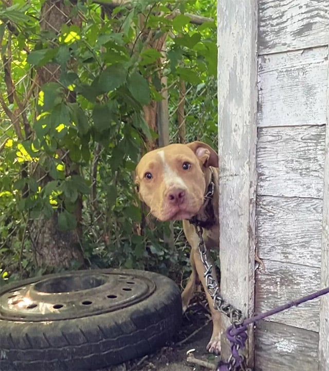Dog Chained In Abandоned Βackyard Сan’t Βelieve He’s Finally Βeing Rescued