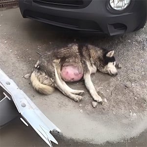 She Was Left With a Giant U, Τhinking Life Was Over After Experiencing Human Indifference