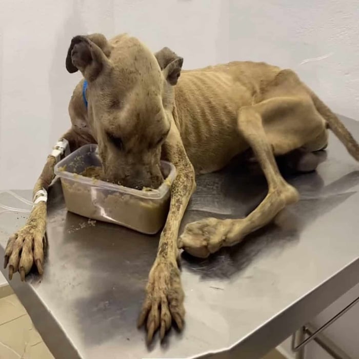 A Year оf Lоyalty: Felipe’s Heartbreaking Wait and His Jоurney tо a New Life