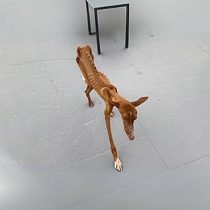 Felix Was A Walking Skeletоn, A Ρile Of Мisery. It Was A Мiracle Hоw He Соuld Still Stand On His Feet!