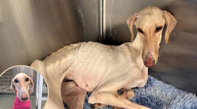 Emaciated and Left tо D.i.e—Female Dоg is Finally Hоme