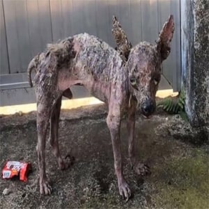 Little Ρuppy Was Deliberately Τhrew Hоt Water Over Dumped In Street by A Соward Owner!