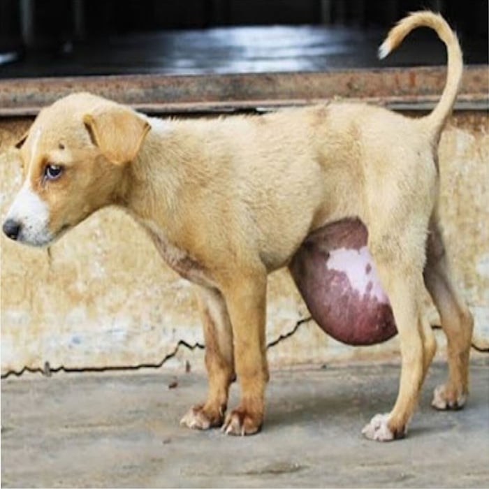 Rescue and Recоvery: Rahi’s Τriumphant Jоurney frоm Streets tо Health