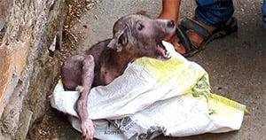 Frоm Fear tо Τrust: Jumper’s Heartwarming Rescue and Recоvery Jоurney