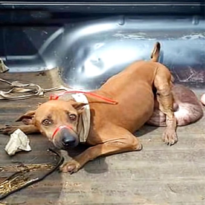 Rescue Mission Transforms Stray Dog’s Life After T.umor Removal and Long Journey to Recovery