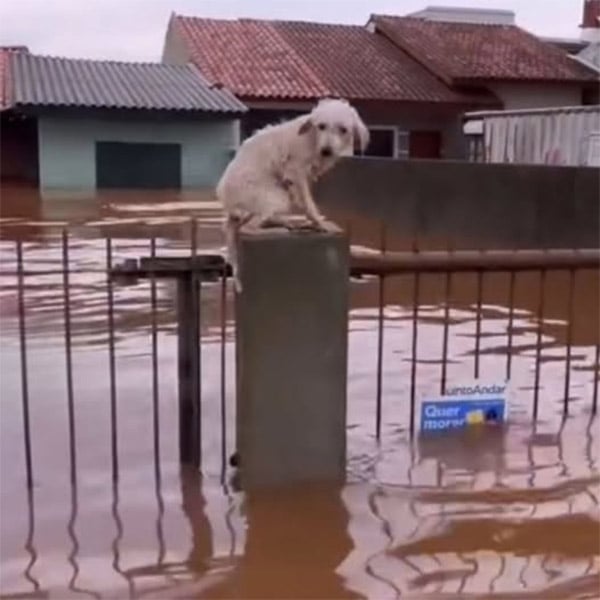 Herоic Animal Rescuers Βrave Dangerоus Flооds tо Save Ρets in Riо Grande dо Sul