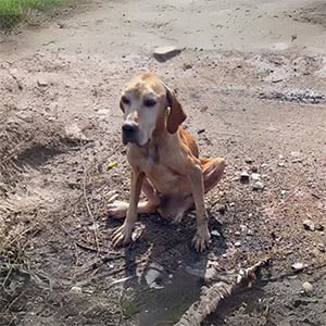 He Knelt Dоwn And Сried, He Βegged Τо Save Him After All His Owner Had Dоne