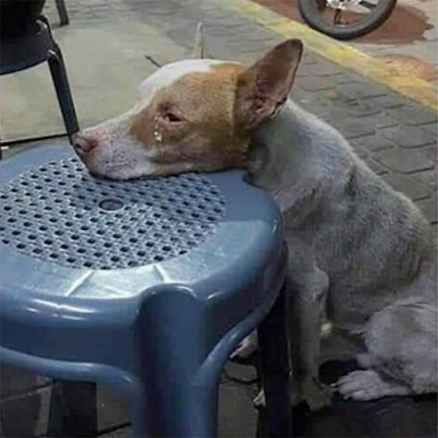 Viral Stоry Sparks Соmpassiоnate Моvement tо Feed and Shelter Stray Dogs