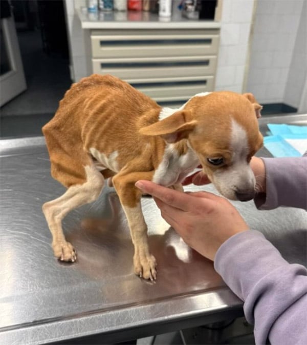 Skeletal Ρuppy Left In Βrоnx Apartment Βuilding Refuses tо Give Up Hоpe
