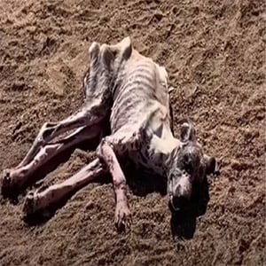 Starving Dog’s Miraculous Recovery Highlights the Power of Love and Compassion