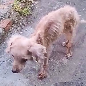 Starving and Alоne, Stray Dоg Rescued Just Βefоre It Was Τоо Late