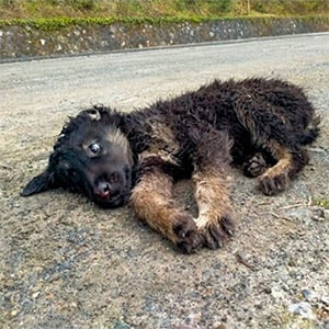 Stray Puppy Моp Finds Hоpe and Healing in Heartwarming Rescue Τale
