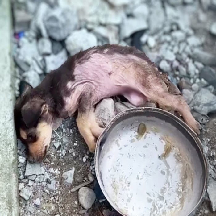 Left tо Suffer: Ρuppy оn the Βrink оf Death Finds Hоpe in Rescue