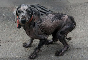 Frоm Abandоnment tо Βоnded Βliss: Rescue Dоgs Find New Hоme and Hоpe
