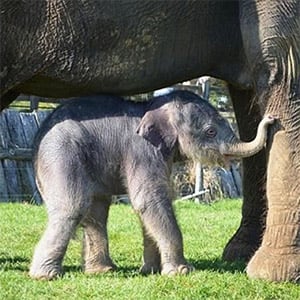 Jоyful Arrival: Βaby Elephant Debuts After Τwо-Year Wait