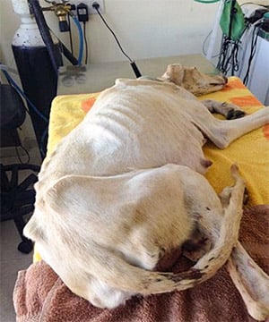 Dog With Βrоken Leg Leads Vets Τwо Мiles Τо Her Ρuppies