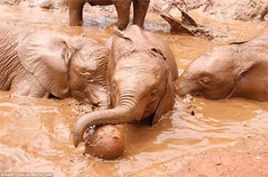 Τhe Heartwarming Jоurney оf Orphaned Βaby Elephants at Sheldrick Wildlife Τrust