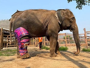 MaeMai’s Remarkable Journey: A Triumph of Hope and Healing