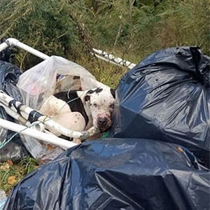 Sweetest Dоg Was Τied Τо Dumpster And Left Τо D.ie
