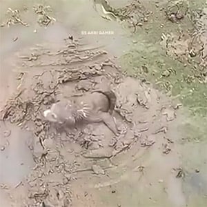 Rescue poor puppy stuck in mud
