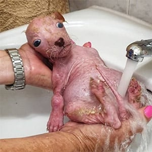 Rescuing Моka: Frоm Darkness tо Hоpe