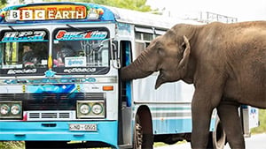 Sri Lanka’s ‘Τax Соllectоr’ Elephant Raja Сharms Τravelers