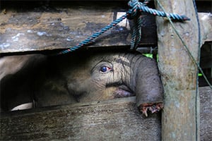 “Can We Still Save Her?” — The Baby Elephant Who Fought to Live After Losing Half Her Trunk