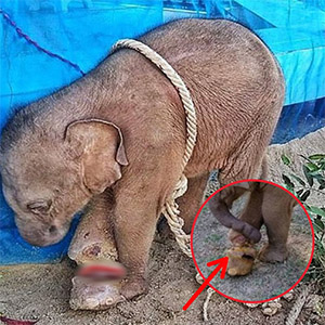 Villagers Carried a Wounded Baby Elephant on a Motorbike—Hoping Love Could Save the Life a Trap Almost Took