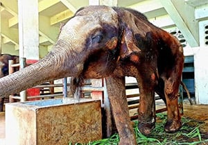 After Years of Darkness and Chains, Four Forgotten Elephants Finally Felt the Sun Again