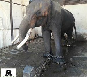 He Was Named “Sun,” Yet Lived His Life in Darkness — The Heartbreaking Story of Suraj the Elephant