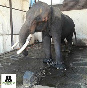 He Was Named “Sun,” Yet Lived His Life in Darkness — The Heartbreaking Story of Suraj the Elephant