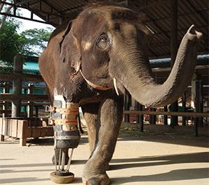 She Lost a Leg as a Baby—Now This Brave Elephant Is Inspiring the World One Step at a Time