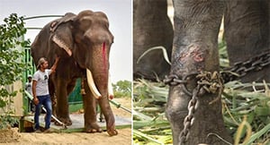After More Than 50 Years in Chains, This Elderly Elephant Took His First Steps Toward Freedom—and They Changed Everything