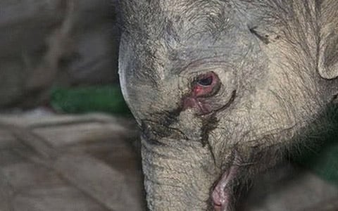 Baby Elephant Cried for Five Hours Straight After His Mother Rejected Him — Then One Keeper Changed His Life Forever