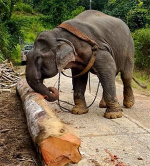After 55 Years in Chains, Tiny the Elephant May Finally Taste Freedom — and the World Is Holding Its Breath