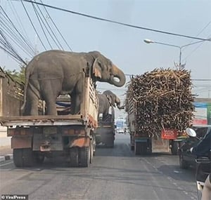 Traffic Stopped for a Red Light… But These Two Hungry Elephants Had a Much Sweeter Plan