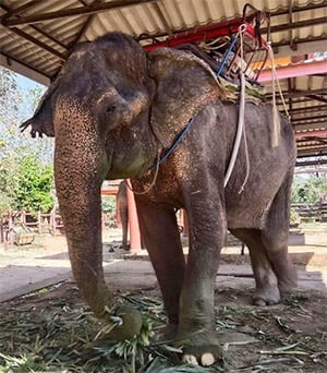 After 80 Years of Hard Labor, This Elephant Finally Lay Down and Slept in Peace