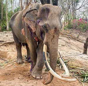 He Was Just Days from D.eath—Then Strangers Refused to Let This Forgotten Elephant D.i.e Alone
