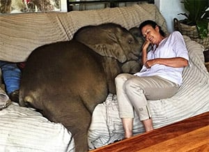 A Baby Elephant Was Given a Second Chance at Life — Now He Refuses to Leave His Rescuer’s Side