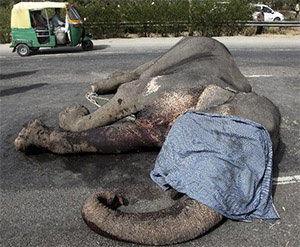 A Baby Elephant Tried to Keep Up With His Herd—Then a Speeding Truck Changed Everything